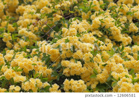 Flower of mockybara Flower of mockybara 12606581