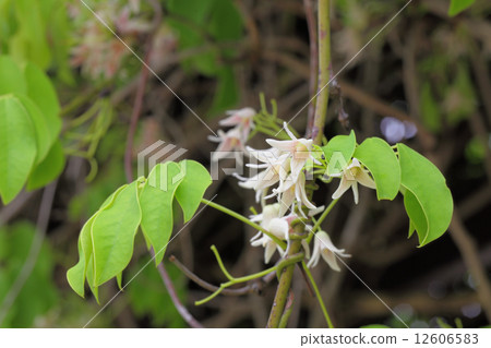 Mube flowers 12606583