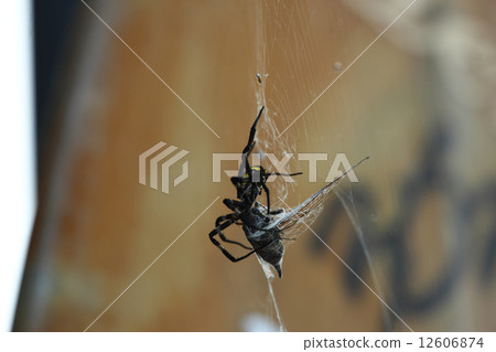 蜘蛛 蜘蛛 12606874