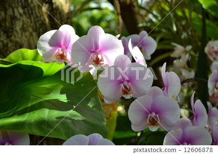 蘭花 蘭花 12606878