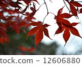 秋天的樹葉 12606880