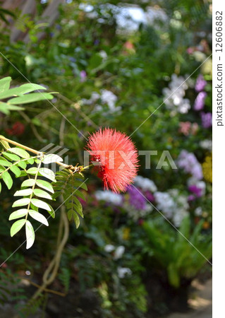 睡覺的木頭 12606882