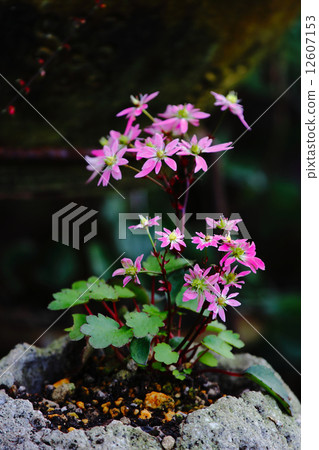 Capital letter grass 12607153