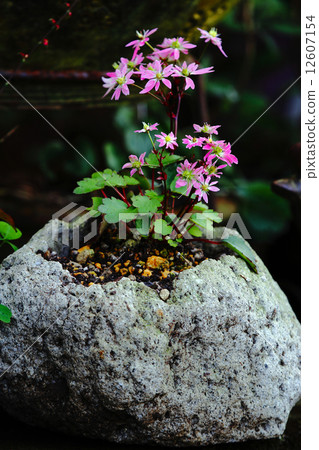 Capital letter grass 12607154