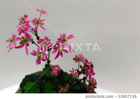 Capital letter grass 12607156