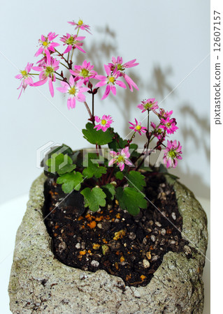 Capital letter grass 12607157