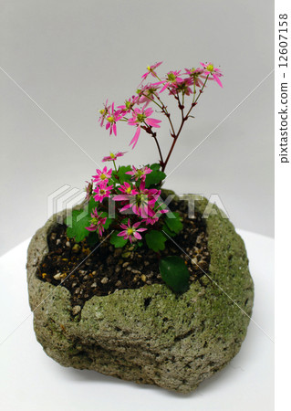 Capital letter grass 12607158