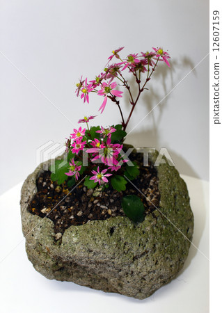 Capital letter grass 12607159