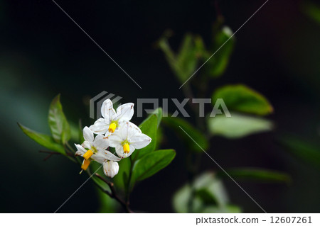 Zurhananas · Yamaohoroshi 12607261