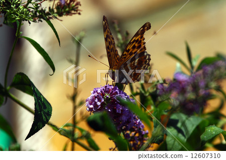 Buddle · Tsunagro Hiyomon Buddle · Tsunagro Hiyomon 12607310