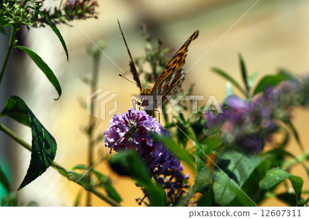 Buddle·Tsunagro Hiyomon 12607311