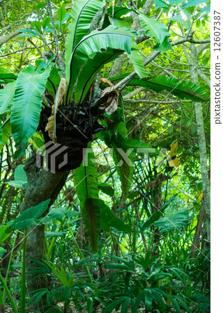 Jungle background image 12607387