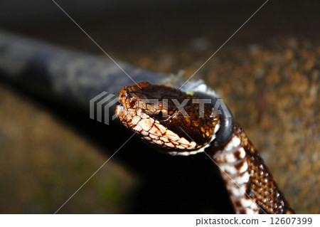 Viper vill 12607399