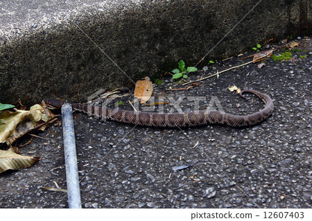 Viper vill 12607403