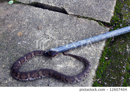 Viper vill 12607404