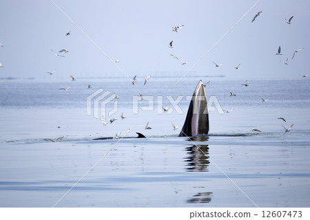 whales (Balaenoptera brydei) eating Anchovy fish whales (Balaenoptera brydei) eating Anchovy fish 12607473