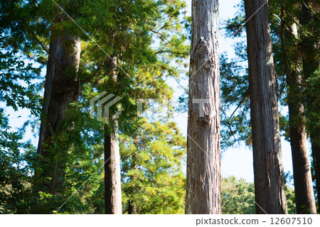 Forest 12607510