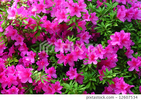 Omurasaki Azalea Flower 12607534