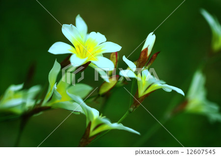 虹膜虹膜花 12607545