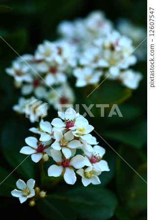 分享花束 12607547