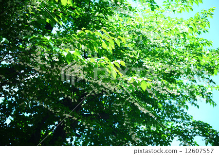 開花在藍天下的Egonok花 12607557