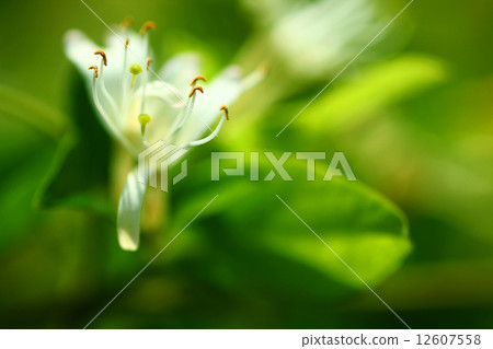 金銀花 金銀花 12607558