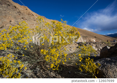 Roadside flowers of Ladakh Roadside flowers of Ladakh 12607699