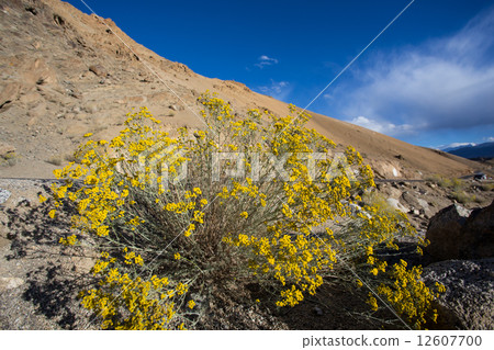 Roadside flowers of Ladakh 12607700