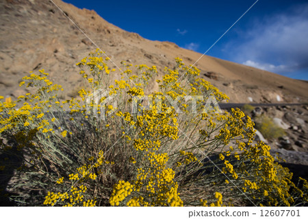 Roadside flowers of Ladakh Roadside flowers of Ladakh 12607701