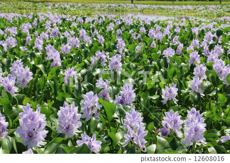 Hot Flowers 12608016