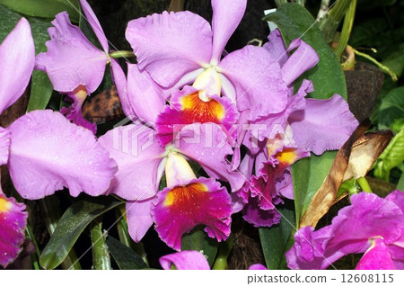 LINKO LELIO Cattleya Dark Eyes'Ola Forbes Wickham' 12608115