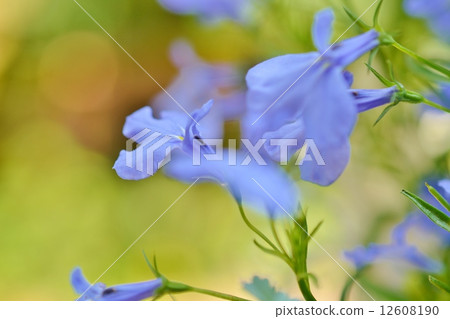 Lobelia 12608190