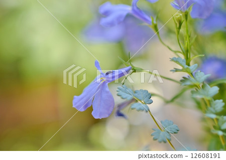 半邊蓮和akaena葉子 半邊蓮和akaena葉子 12608191