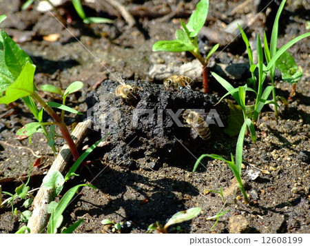 一隻蜜蜂 一隻蜜蜂 12608199