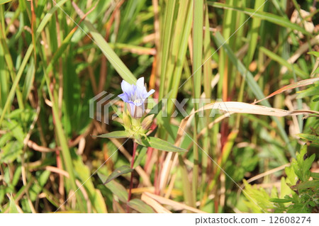Gentian flowers Gentian flowers 12608274