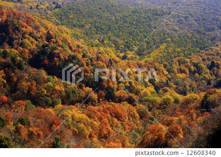 秋葉在Takeshiyama山的腳 12608340