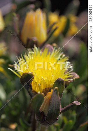 Carpanse Flower 12608452