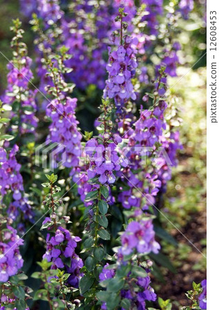 Angelonian花 12608453