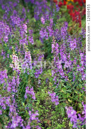 Angelonian flowers Angelonian flowers 12608455