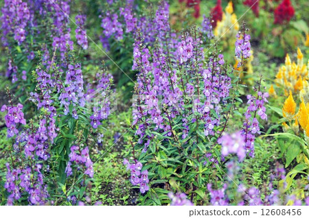 Angelonian flowers Angelonian flowers 12608456