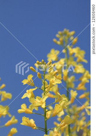 Kale's flower and blue sky Kale's flower and blue sky 12608460