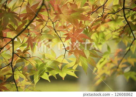 Autumn leaves 12608862