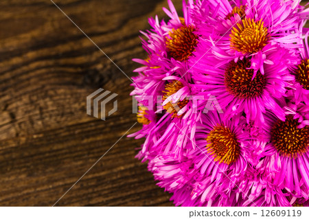 pink chrysanthemum pink chrysanthemum 12609119