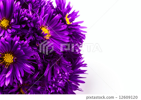 lilac chrysanthemum lilac chrysanthemum 12609120