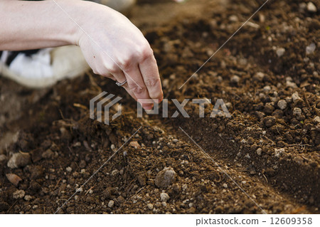 woman hand sowing seed 12609358