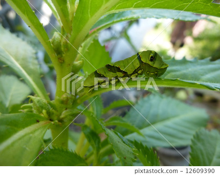 Caterpillar Caterpillar 12609390