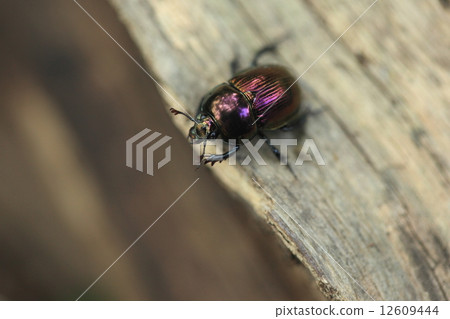 There are variations in colors due to living things insect centimeters, regional differences, etc. It seems to be popular among collectors. This is from the north western part of Chiba prefecture 12609444