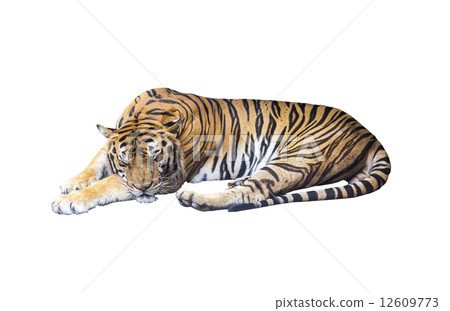 Sleeping tiger on white Sleeping tiger on white 12609773