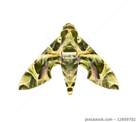 Hawk-moth ( Daphnis nerii ) isolated on white 12609782