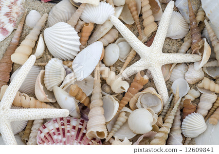 Seashells as background 12609841